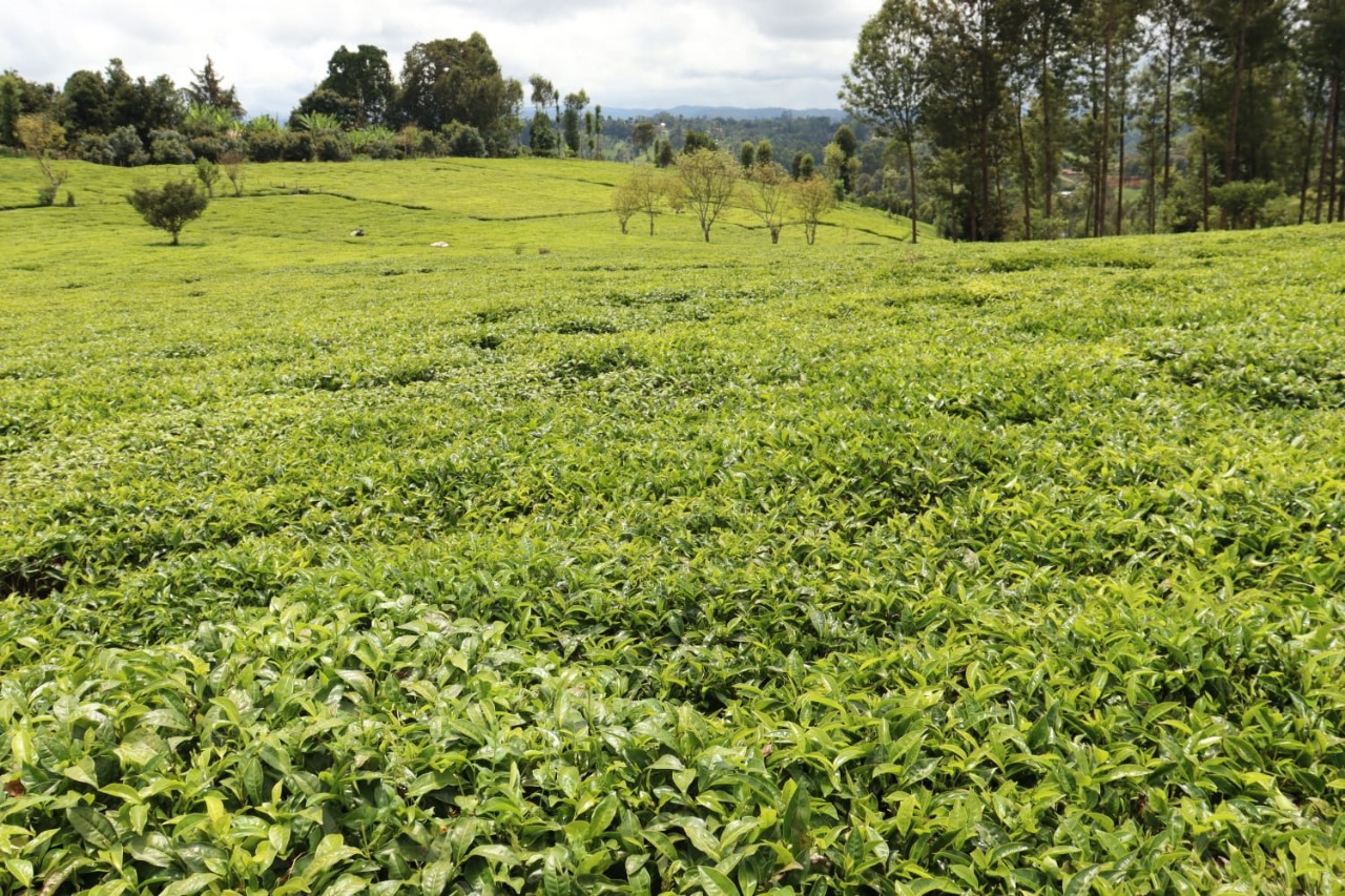 Sustainable Farming